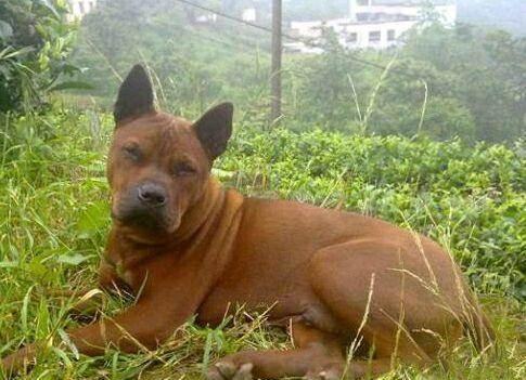 川东猎犬适合家养吗？川东猎犬的缺点有哪些？