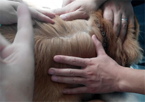 夏季寄生虫之——跳蚤 夏季寄生虫之——跳蚤