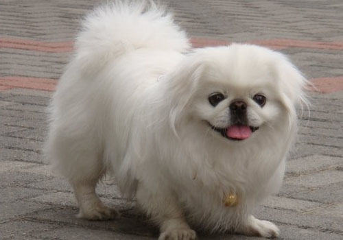 如何挑选合适的京巴狗粮