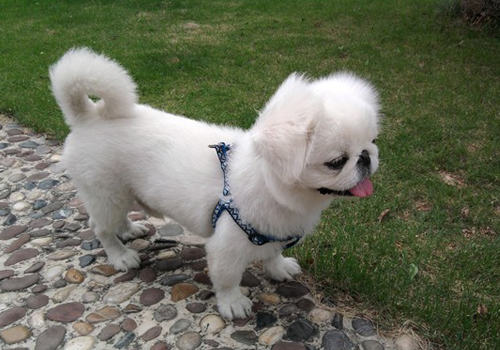 京巴犬的常见问题有哪些 京巴犬的常见问题有哪些