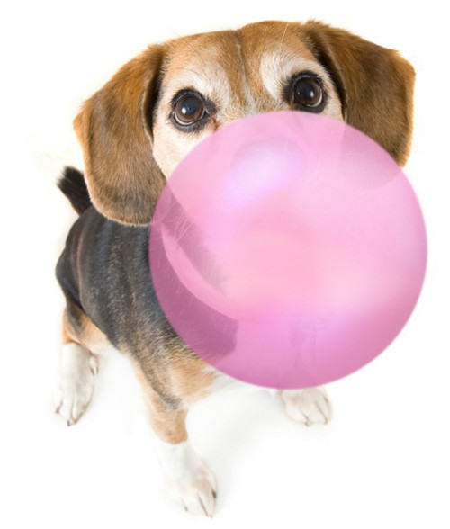 有毒的木糖醇和犬胃扭转扩张