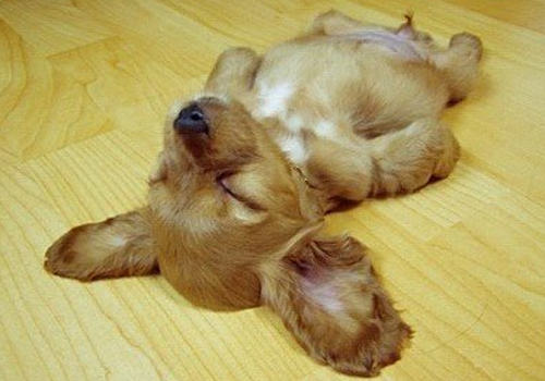 狗狗装死训练 狗狗装死训练