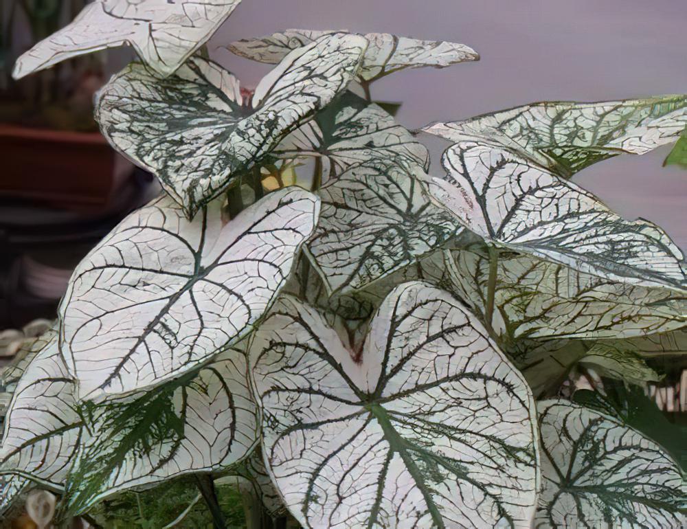 花叶芋的秋后管理技术