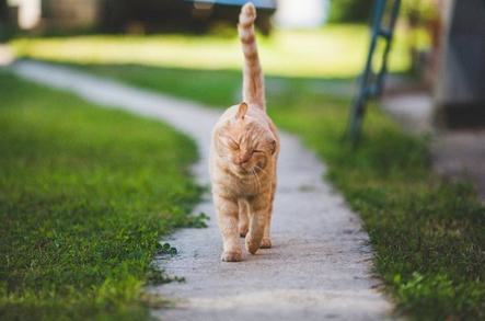 犬猫常见的体外寄生虫介绍