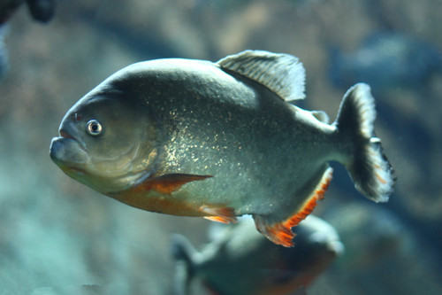 病鱼治疗时期改如何喂食