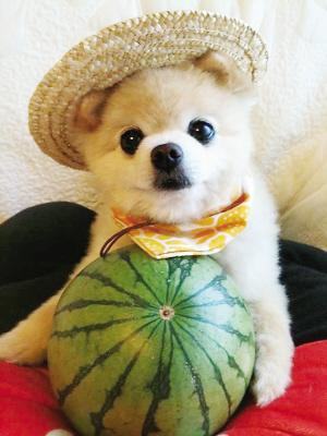 俊介狗狗多少钱一只?俊介犬价格 俊介狗狗多少钱一只?俊介犬价格