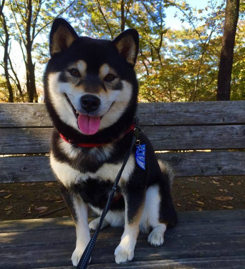 黑柴犬多少钱一只