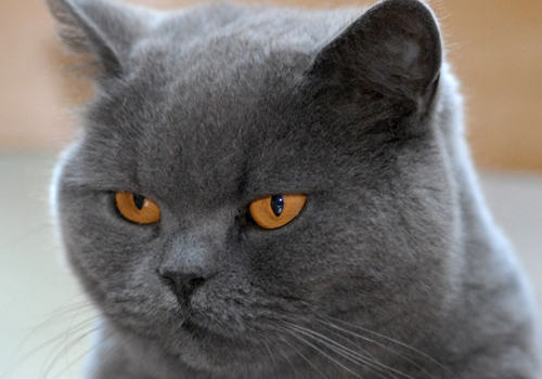 猫咪耳血肿的治疗方法 猫咪耳血肿的治疗方法