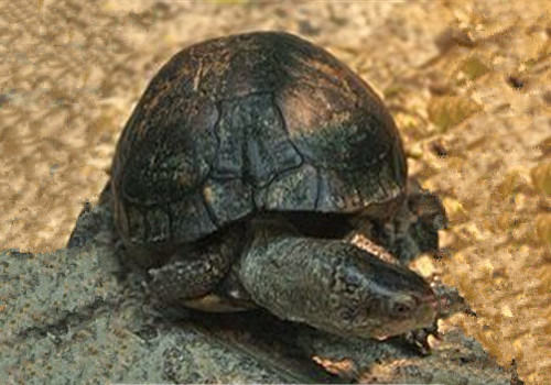 沼泽箱龟的外观特征