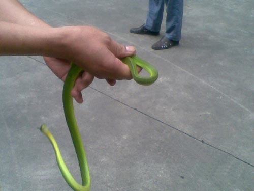 宠物蛇有什么特点 宠物蛇有什么特点