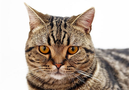 猫咪肠梗阻的病因及治疗