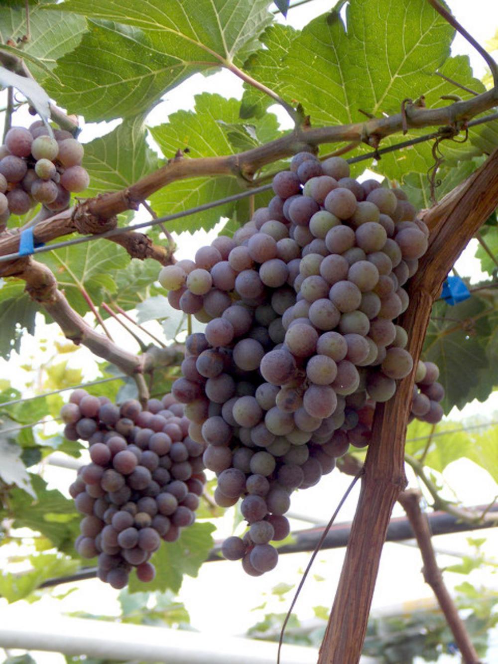 南方葡萄什么时候种植最好，选什么品种