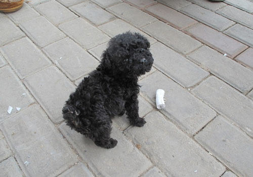 如何应对贵宾犬发烧的情况