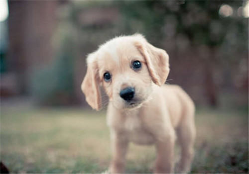 狗狗零食搭配喂食更好