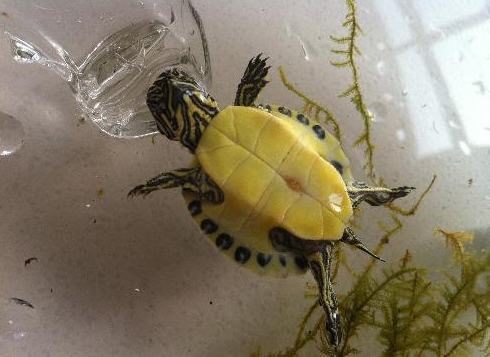 各种龟龟的寿命表