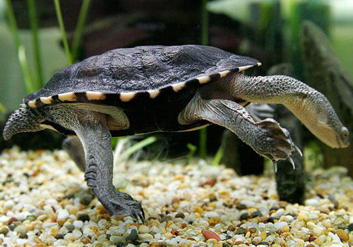 观赏龟养护之澳洲长颈龟