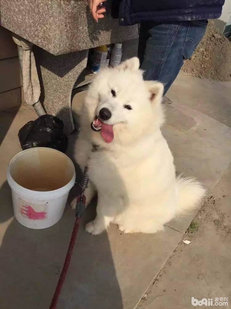 养狗之前要做好哪些心理准备？