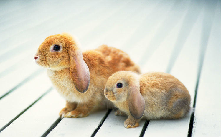 关于兔兔的孕育小知识