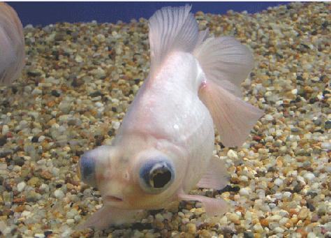 照明时间对水族箱的影响分析