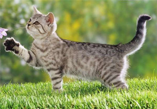 为什么要定期为猫咪驱虫