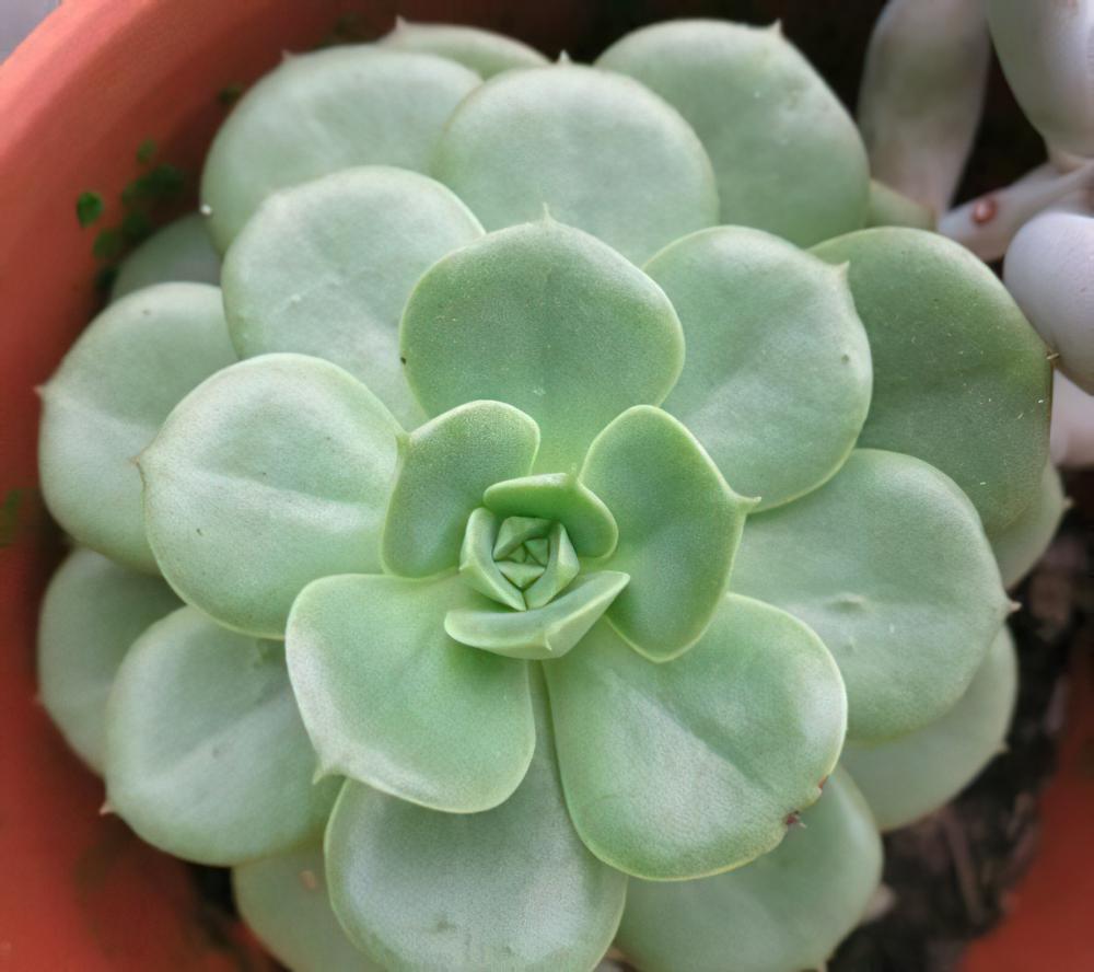 妮可莎娜（锦牡丹）Echeveria nicksana