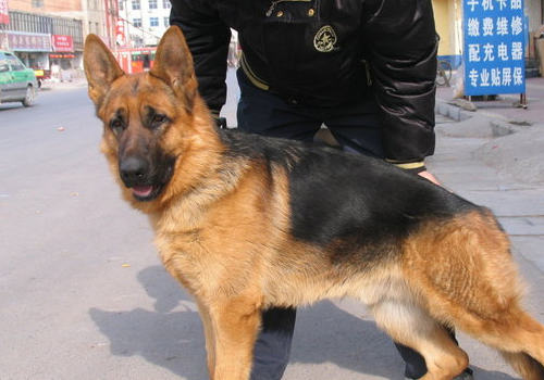 正确驯养狗狗的方法 正确驯养狗狗的方法