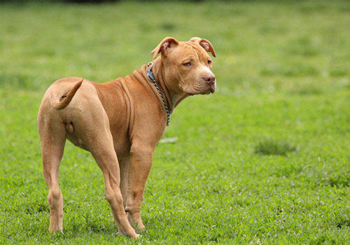 如何对狗狗进行体型分类