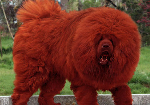 为什么藏獒价格那么高