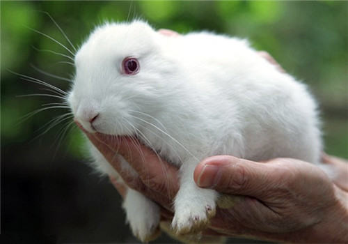 繁殖母兔流产与死产的预防方法