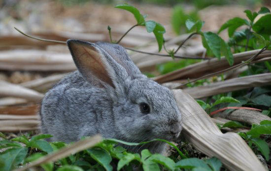 给兔子喂食蔬菜的几个注意点