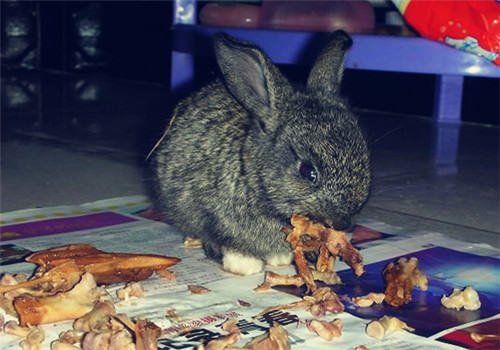 宠物兔乱啃东西是在磨牙吗?
