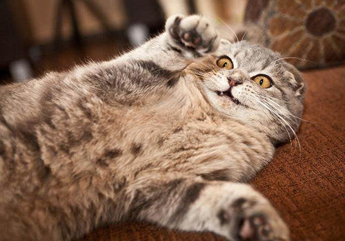 猫咪智商排行榜10种最聪明的猫