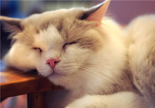 老猫猫粮的特点及选购要点