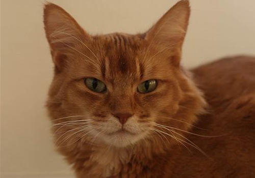 如何治疗及预防猫疥癣病