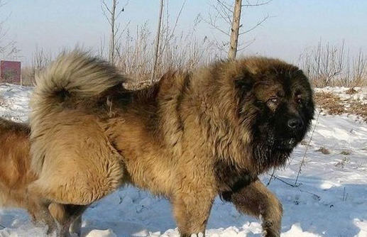 高加索犬绝育后会出现的问题