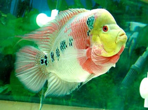 饲养罗汉鱼的常用术语