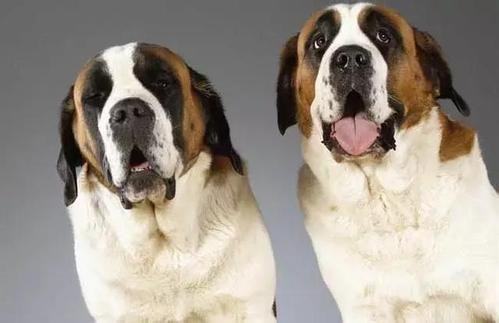 为什么要禁养圣伯纳？圣伯纳犬缺点