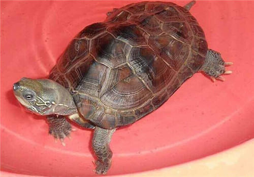 中华草龟能长多大？寿命有多长？