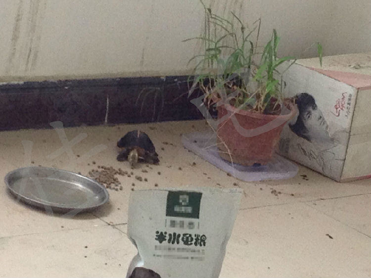 你知道宠物龟什么时候适合出院吗？
