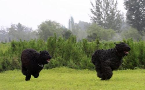 法兰德斯牧牛犬怎么样？法兰德斯牧牛犬介绍