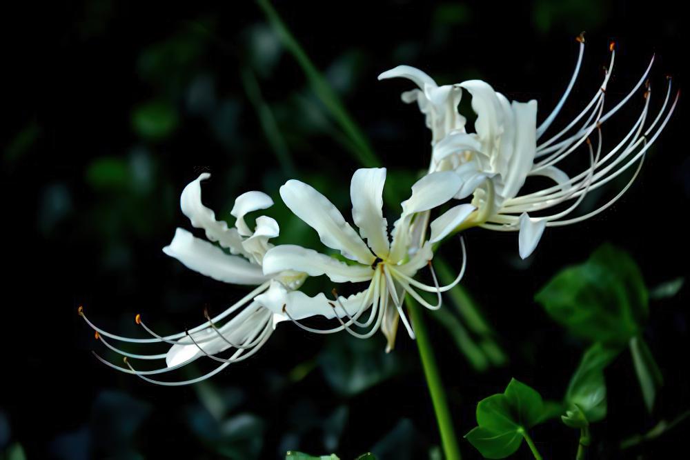 白花石蒜