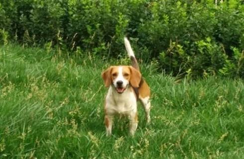 比格犬智商高吗？比格犬智商排名