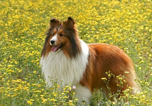 养喜乐蒂会碰到哪些问题