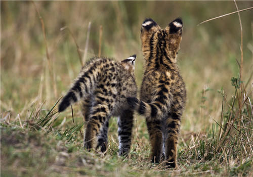 薮猫多少钱一只？