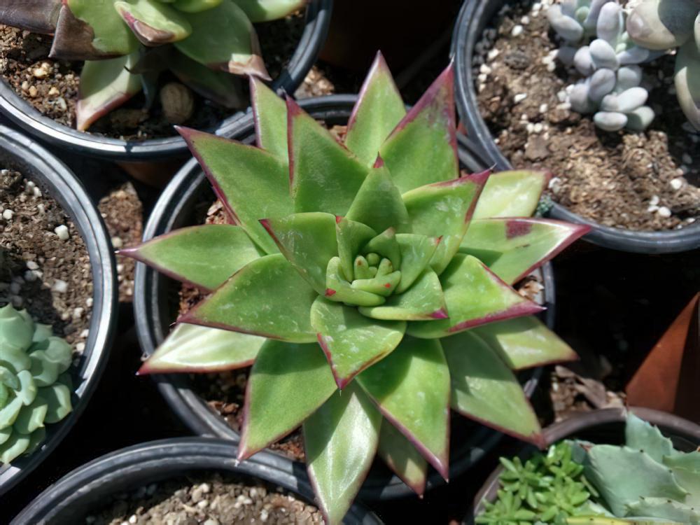 魅惑之宵（口红）Echeveria agavoides var. Corderoyi