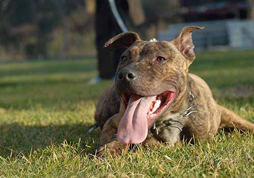 十大猛犬排行榜，你都知道有哪些吗？