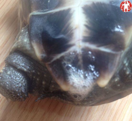 宠物龟医院护理方法 宠物龟医院护理方法