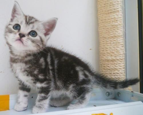 银虎斑猫多少钱一只？银虎斑猫饲养