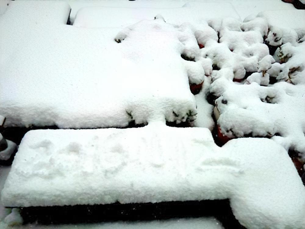 冻伤在所难免：西安花友晒2016年第一场大雪中的多肉植物们