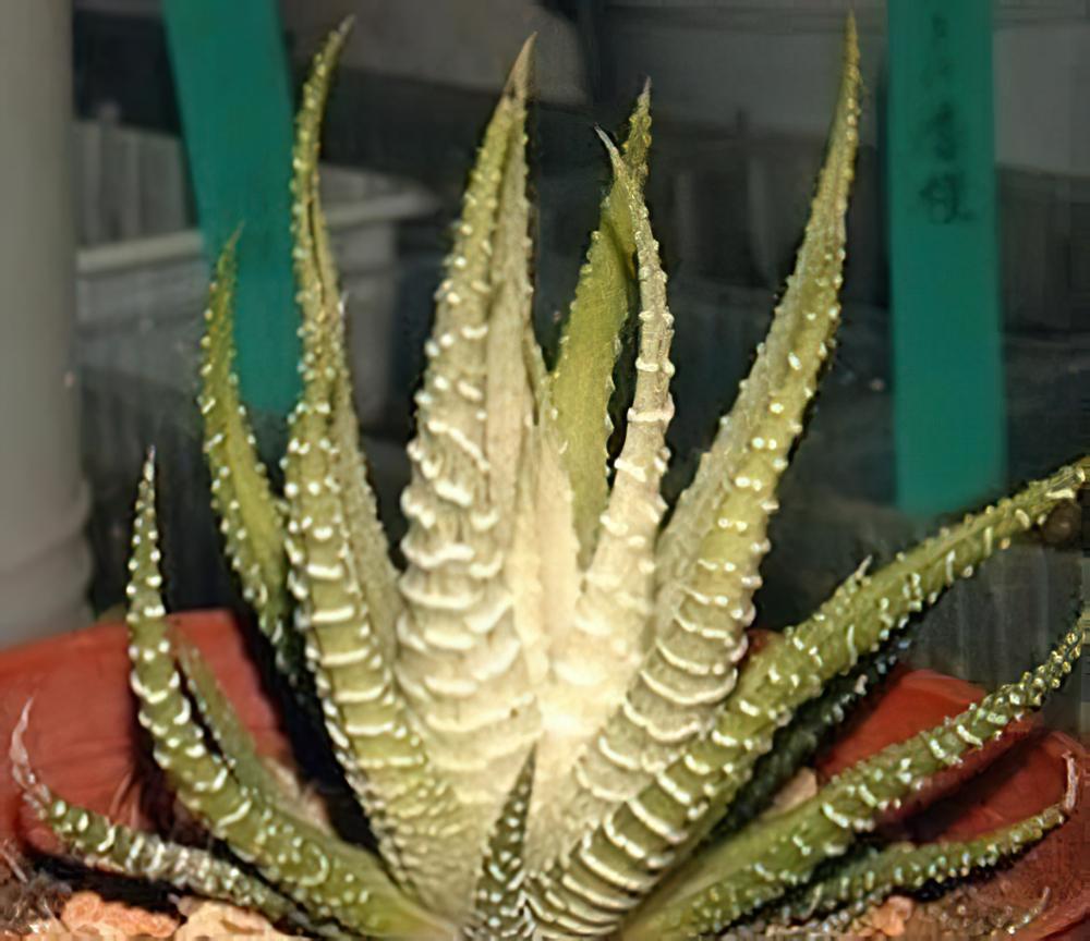 多肉植物习性及栽培要领（一）